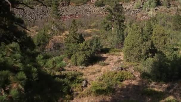 Sakta Flyger Genom Skogen Upp Rocky Hill — Stockvideo