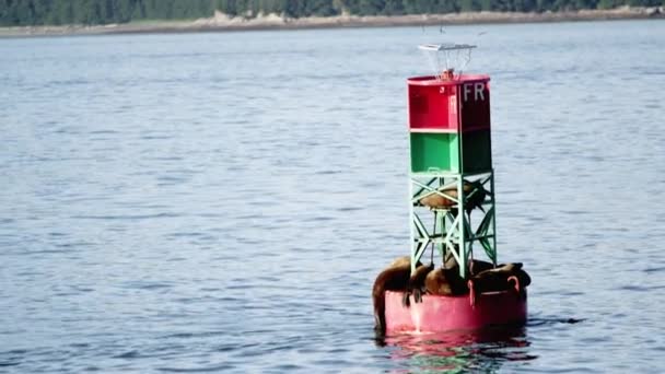 Över Boj Med Sjölejon Den Guppade Upp Och Ner Havet — Stockvideo