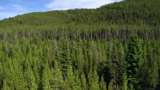 Sobrevolando Espeso Bosque Pinos Montana — Vídeo de stock