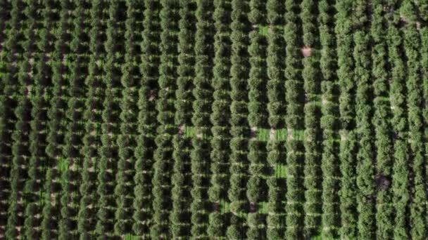 Lentement Volant Haut Dessus Verger Lookind Vers Bas Aux Arbres — Video