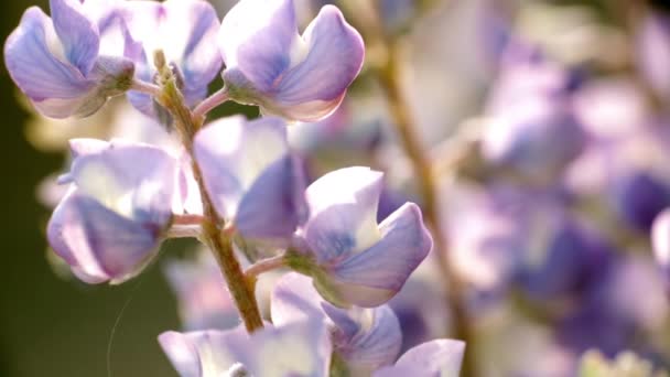 Aus Der Nähe Von Lila Lupinenblüten — Stockvideo