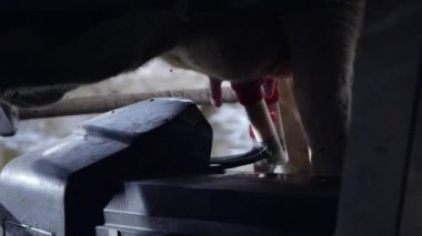 Kadar otomatik sağım makine serbest bırakmak--dan süt inek sağım sonra Görünümü Kapat.