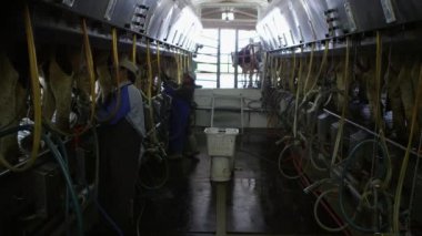 Sığır süt sağma makinesine kadar çengel süt işçi Ekim 2016 - Cache Valley, Utah: yaklaşık