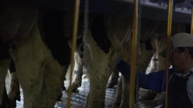 Ekim 2016 - Cache Valley, Utah: yaklaşık süt işçi işlemi sağım için hazırlanmasında inek udders sıkma