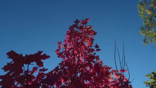 Vista Panoramica Del Sole Che Splende Attraverso Foglie Rosse Cascade — Video Stock