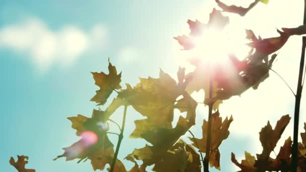 Blätter Wehen Herbst Vintage Look Gegen Den Himmel — Stockvideo