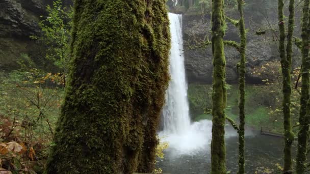 Slider Disparó Alejándose Árbol Espeso Musgoso Revelando Una Hermosa Cascada — Vídeos de Stock