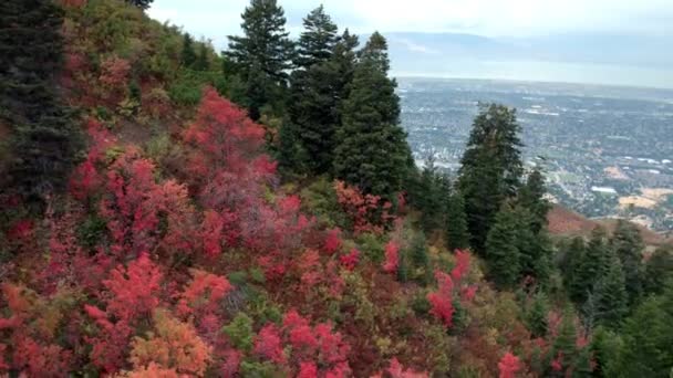 Aerial View Flying Trees Hillside Showing Colorful Trees Fall Utah — Stock Video