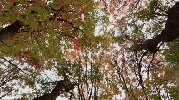 从滑块上向上看着秋天的树叶 — 图库视频影像