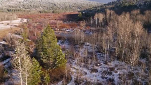 飞过树梢 俯视红柳冰冻的池塘 — 图库视频影像