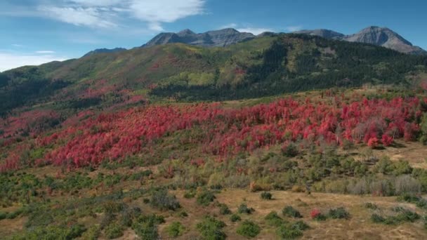 Luchtfoto Van Fall Color Kleurrijk Bos Utah Mountains — Stockvideo