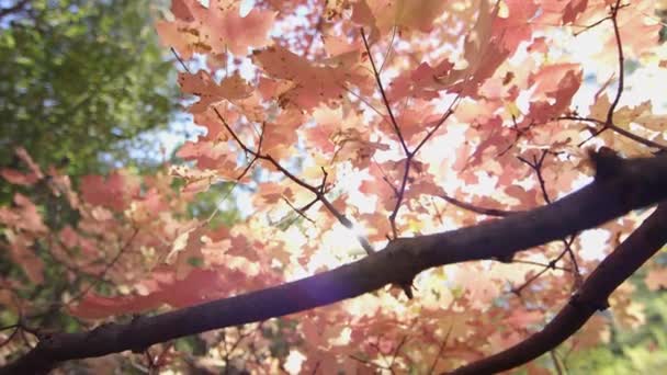 Медленное Движение Сквозь Красные Листья Кленовом Дереве Осенью — стоковое видео