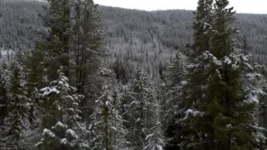 Kar lar arasında ağaçların arasında uçmak, nehir ve ağaçlara doğru yuvarlanan manzarayla kaplı orman.