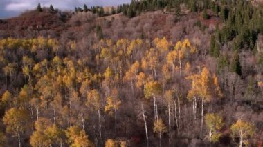 Sonbaharda Utah bir dağ yamacında renkli bir ormanın havadan görünümü.