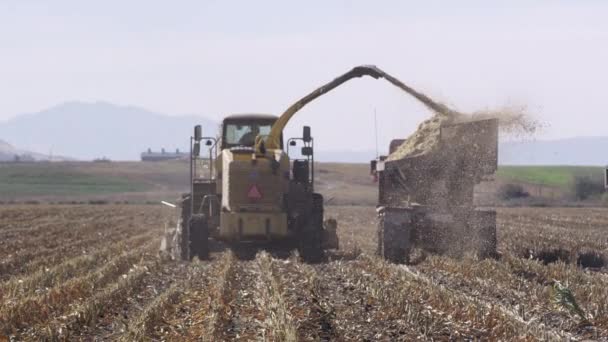 Combineren Van Vulling Vrachtwagen Terwijl Snijden Cornfield — Stockvideo