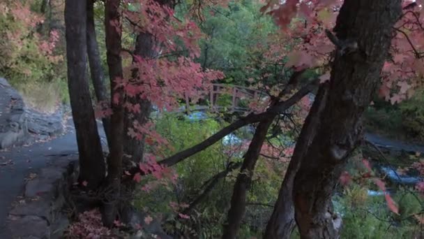 Empuje Lento Hacia Árbol Con Hojas Rojas Otoño Cascade Springs — Vídeos de Stock