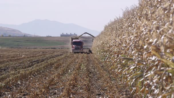 Vista Camión Llenado Combinado Maizal Durante Cosecha Una Granja — Vídeo de stock