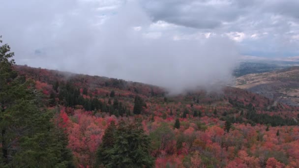 Vue Aérienne Survolant Feuillage Coloré Avec Des Nuages Bas Dans — Video