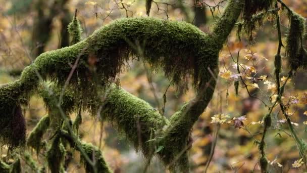 Pan Shot Van Een Boom Bedekt Met Groen Mos Met — Stockvideo