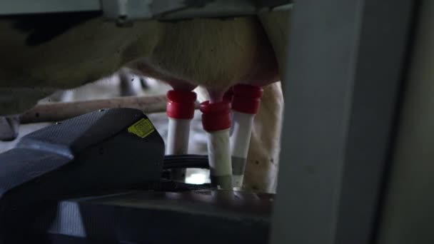 Vista Cerca Máquina Ordeño Automático Conectada Vaca — Vídeo de stock