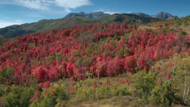 Flyger Över Färgglada Bergslandskap Som Lövverk Blir Röda Bergen Utah — Stockvideo