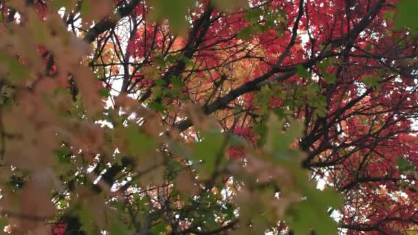 Κοιτάζοντας Μέσα Από Φύλλα Στο Φθινόπωρο Κινούνται Ένα Ολισθητήρα Ένα — Αρχείο Βίντεο