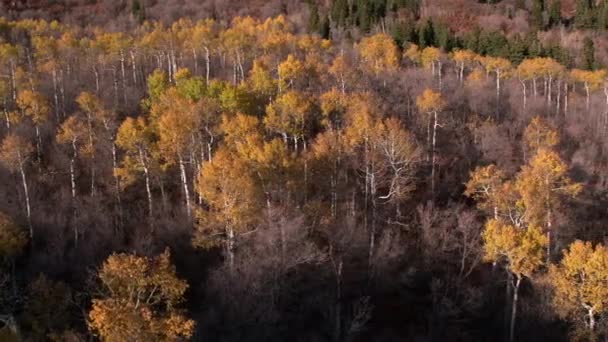 Sonbaharda Utah Bir Dağ Yamacında Renkli Bir Ormanın Havadan Görünümü — Stok video