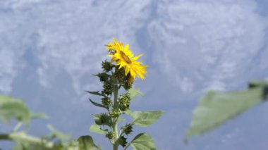 Ayçiçeği lite bir esintiyle güneşli bir günde üfleme görünümü