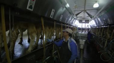 Ekim 2016 - Cache Valley, Utah: yaklaşık işçi udders ineklerin sağım için hazırlık püskürtme