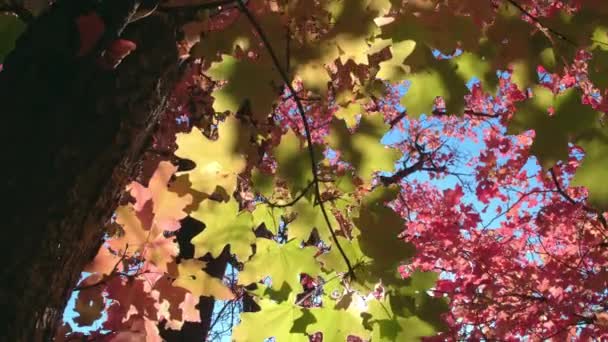 Panoramowanie Widok Kolorowych Liści Jak Słońce Świeci Przez Cascade Springs — Wideo stockowe