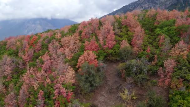 Luftbild Fliegt Über Bäume Hang Und Zeigt Bunte Bäume Herbst — Stockvideo