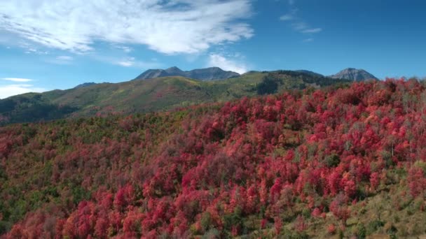 Veduta Aerea Del Colore Autunnale Sulla Foresta Colorata Nelle Montagne — Video Stock