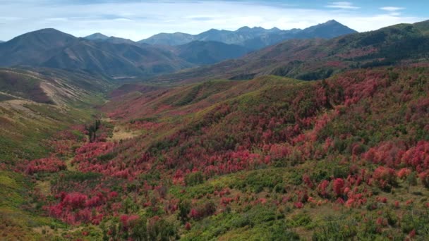 Вид Воздуха Цветной Осенний Лес Горах Юты — стоковое видео