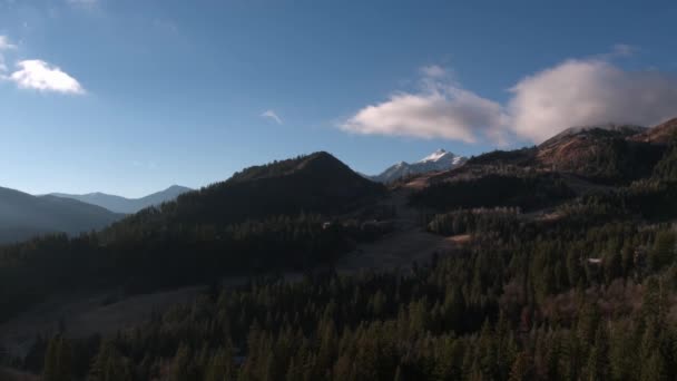 Vue Aérienne Forêt Descendant Près Arbre Sans Feuilles — Video