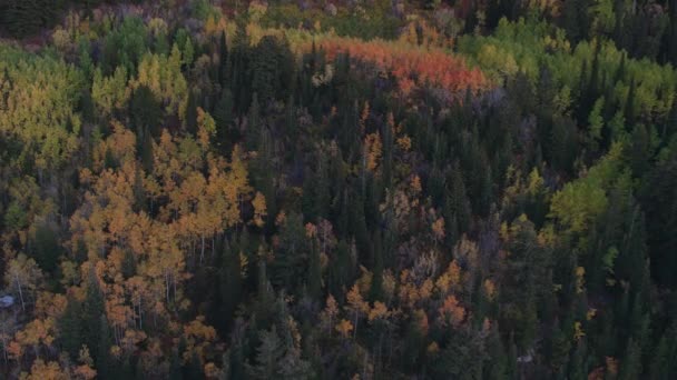 Flygbild Färgglada Skogen Skymningen Medan Flyger Mot Den — Stockvideo