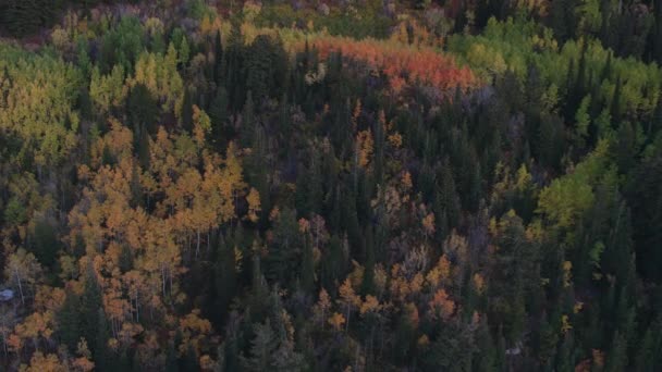 Vue aérienne de la forêt colorée au crépuscule tout en volant vers elle .
