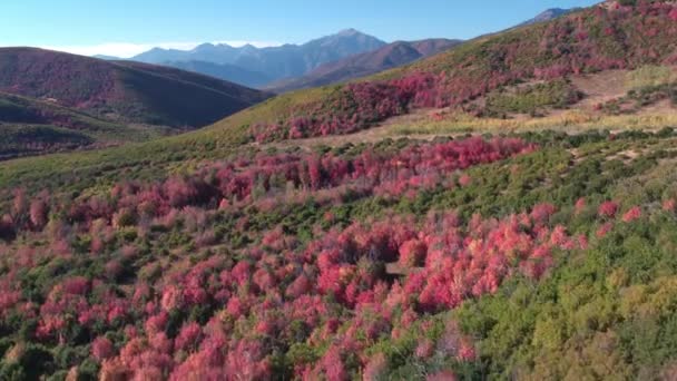 Luchtfoto Van Fall Color Kleurrijk Bos Utah Mountains — Stockvideo