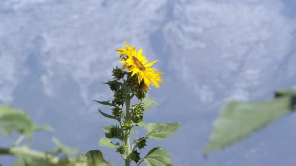 Vista Del Girasol Soplando Una Brisa Ligera Día Soleado — Vídeos de Stock