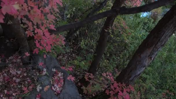 Subida Lenta Viendo Río Través Del Árbol Con Hojas Rojas — Vídeo de stock