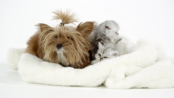 Dois Gatinhos Fofos Bonitos Sentados Com Filhote Cachorro Cobertor Branco — Vídeo de Stock