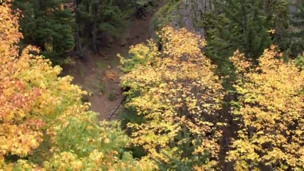 オレゴン州の秋の間に木の隣の丘の側を飛ぶ航空写真 — ストック動画