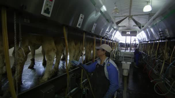 2016 キャッシュ バレー ユタ州 頃労働者搾乳の準備のために牛の乳房を噴霧 — ストック動画