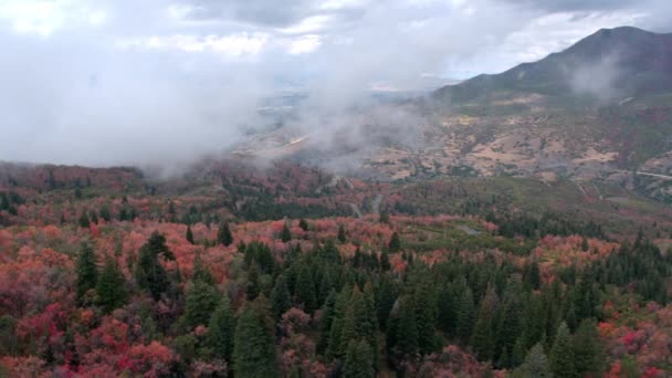 Widok Lotu Ptaka Jesienią Drzew Niskiej Wiszące Chmury Góra — Wideo stockowe