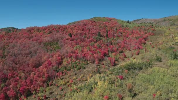 Widok Lotu Ptaka Kolorowego Lasu Górach Utah — Wideo stockowe