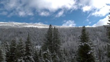 Dağ yamacında büyüyen karla kaplı ormanı gören ağaç tepelerinden kaydırma görünümü.