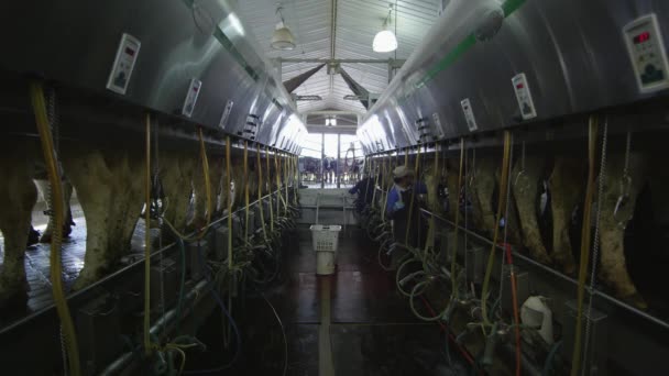 2016年10月 犹他州卡切谷 工人喷水时奶牛的静态视图 — 图库视频影像