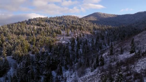 在阳光明媚的晚上 在白雪覆盖的森林上向后飞行 — 图库视频影像
