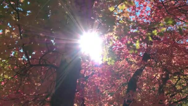 Sonnenstrahlen Die Durch Baumstämme Scheinen Bei Fallenden Kaskadenquellen Uta — Stockvideo