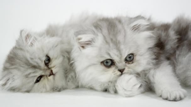Two cute fluffy kittens against a white screen