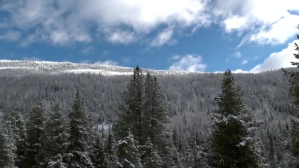 通过树梢查看积雪覆盖的森林生长山边 — 图库视频影像